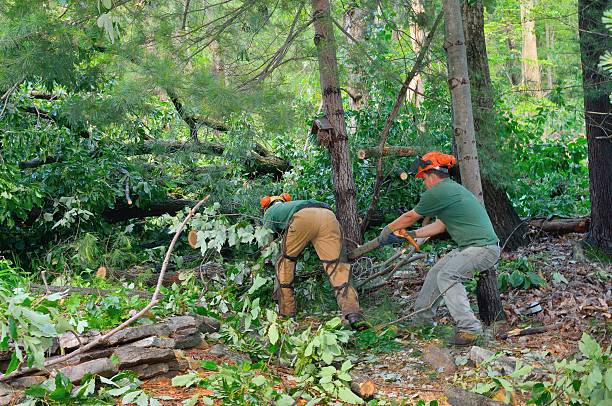 Best Large Tree Removal  in USA